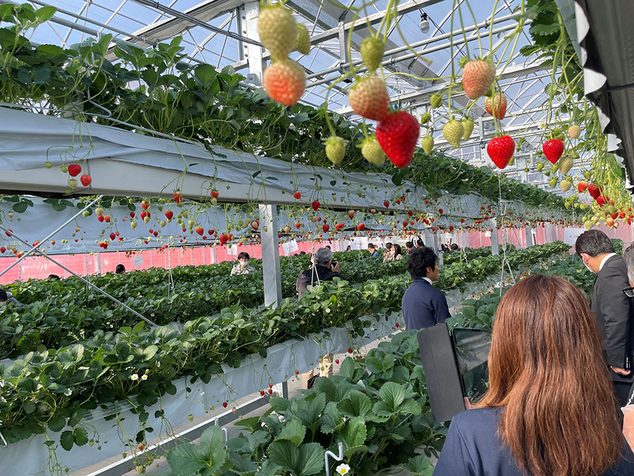 いただきファームの空を飛ぶいちごたち