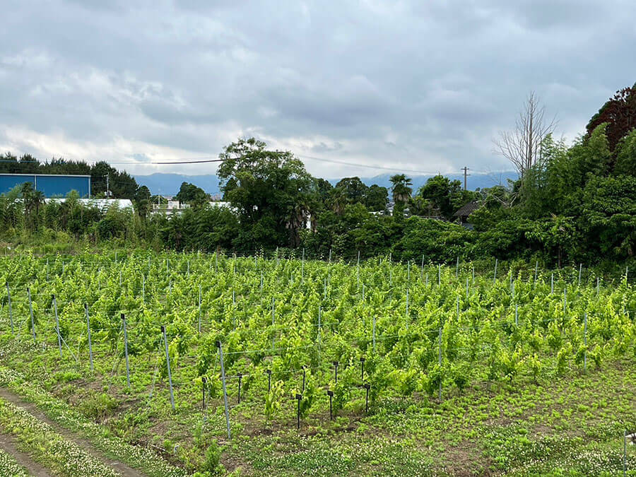 いただきファームの400本のブドウの木