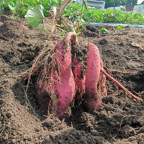 さつまいも(時期は10月下旬~11月頃)
