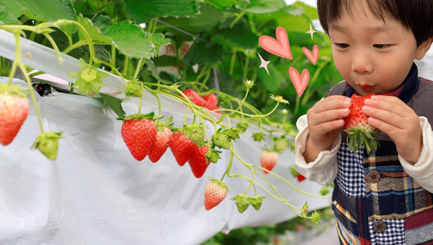 いただきファームの空を飛ぶいちごたち