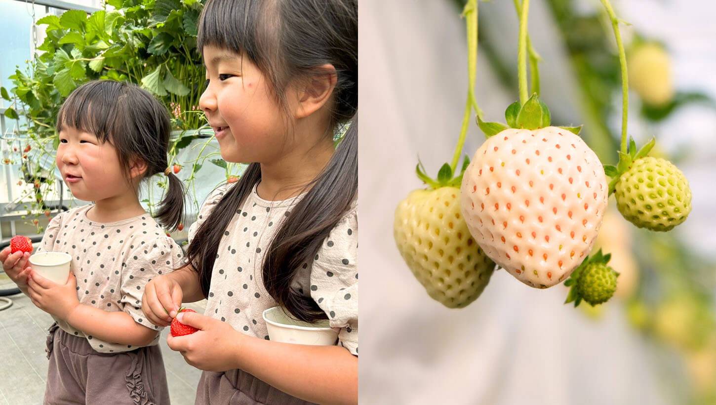 いただきファームの収穫体験