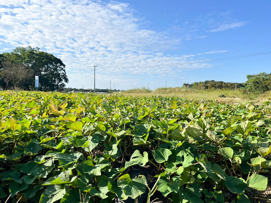 いただきファームでふくらむ夢の国