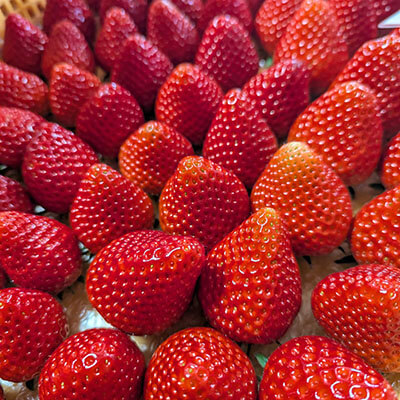 業務用いちご
（L・Mサイズ）