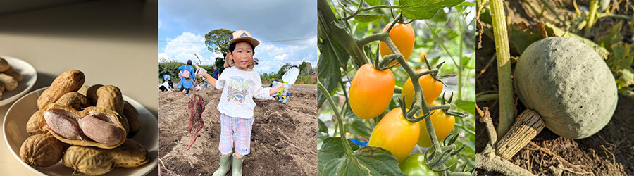 ITADAKIFARMのお野菜の収穫体験の風景