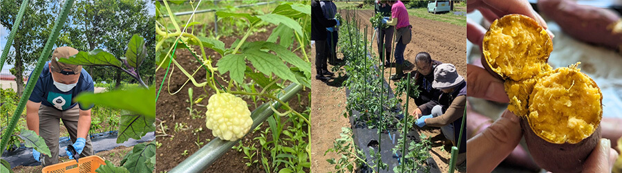 ITADAKIFARMのお野菜の収穫体験でとれる元気なお野菜たち