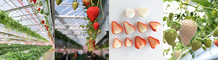 いちご狩り体験の風景写真その1