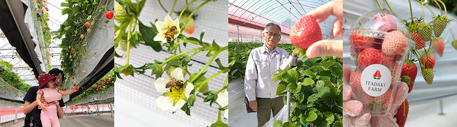 いちご狩り体験の風景写真その2